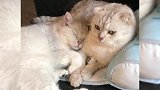 听我一句劝，别养两只公猫！它俩越来越不对劲了！