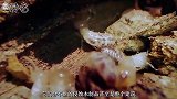 这种生物被人类误解千年，研究发现白蚁并非害虫，是背锅的益虫
