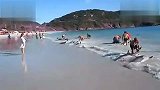 爱宠一刻-20120319-30条海豚同时搁浅，岸边人群奋力相救