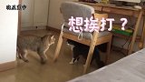 小猫太皮不停挑衅老猫，老猫狂怒抓住小猫一顿暴揍，小猫瞬间认怂