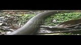 实拍“史前巨蚯蚓” 体长超1米