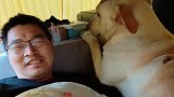 拉布拉多非要和主人一起睡觉，赶它走还卖萌撒娇，让铲屎官没脾气