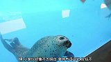海豹学我一起拍拍手掌，真是听话，太可爱了