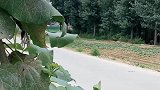 父母养我小我养父母老