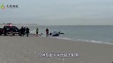 海边一鲸鱼搁浅死亡，专家解剖之后，人们该反省自己了！