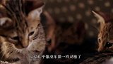 小狗与小猫的奇妙世界，小奶猫把逗猫棒当成猎物，开启训练模式