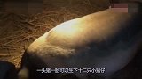 母猪生下一只畸形胎，小猪的父亲真是让人怀疑啊，养猪大爷很无奈