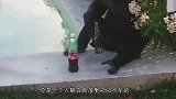 黑猩猩被欺负了，同伴抄起家伙就上前，棍法简直出神入化！