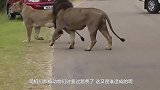 一只野猪走上火车轨道，远处一辆火车慢慢靠近，野猪的命运将如何
