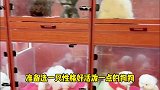 帮小姐姐选一只茶杯犬，下班回家有个伴一起玩，来看看哪只可爱
