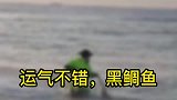 运气不错，收获一条黑鲷鱼！