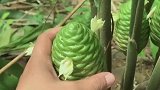 这果实捏起来居然会爆浆