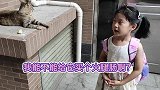 给怀孕流浪猫喂生姜，不知道你是怎么想的？这才是正确的操作