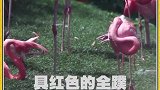 火烈鸟的腿很长