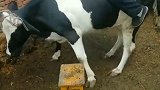 我二哥正在训练骑牛