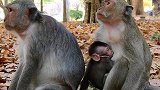 非常好的猴妈妈让小猴尽情地喝奶，每次都能让它喝到不想喝！
