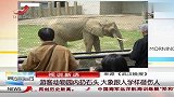 热点-游客动物园内扔石头-大象跟人学样砸伤人