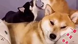盘点狗子的日常搞笑瞬间