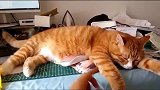 猫咪不让主人干活，趴在电脑上，想着法子把鼠标推地上去
