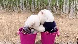 这波狗粮撒的好