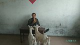 小山羊也太逗了，抢完主人的面包吃，被困在桌子底下出不来了