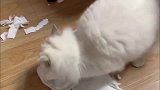 看看布偶猫的脾气有多大