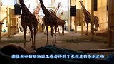 即将离世的饲养员，再见自己饲养的长颈鹿，长颈鹿的表现催人泪下