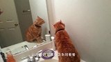 小奶猫打拳击没打过主人，反手给了猫爸爸一拳，实在是太搞笑了