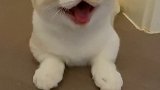 据说这是所有男孩子都抵抗不了的绿茶笑容绿茶猫 我家猫成精了 萌宠出道计划