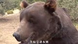 外国小哥躲在铁笼挑战暴怒灰熊，但却低估了黑熊的战斗力