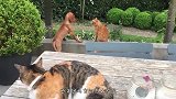 猫咪坐在路口，迎接柴犬回家，狗狗开心的乱了分寸