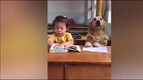 金毛学做人，跟小女孩一起上学读书了