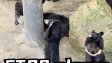 放弃挣扎！熊弟举手示意：不用喷我啦