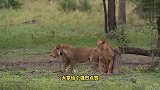 疣猪不按套路出牌，胆大包天要干翻狮子，愣是把狮子搞迷糊了
