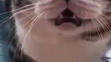 喵了个喵猫行为学：猫主子嫌弃你会有怎样的表现，你知道吗