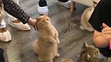 橘猫：我都已经作揖了成这样，铲屎的咋就不为所动呢