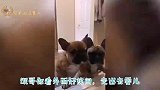 大金毛吃了柠檬以后瞬间戏精上身，演技堪称影帝