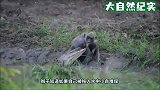 猴子河边喝水，胳膊被鳄鱼拧成“麻花”！