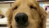 这只金毛果然狡猾，自已咬坏唇膏，还诬陷别人，金毛的反应太逗了