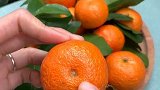 橘子也分公母的，你学会了吗？