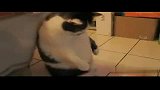 [搞笑]大肥猫被神兽吓呆了