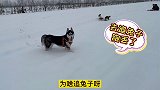 3只狗狗在雪地里跑丢，主人崩溃得大哭起来，这种感觉太难受了！