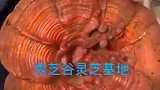 搞笑视频：珍品灵芝王