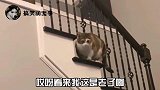 这玩意只能中午玩，早晚得出事啊