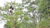 熊猫是如何成为国宝的了，他不成国宝都可惜了！
