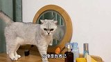猫咪第一次照镜子，被自己惊到了：这么美丽的猫咪是谁呢？