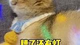猫咪：爸，你听我狡辩！