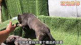的精品恶霸，落户四川成都，这小狗真是太漂亮啦