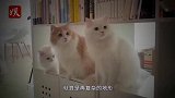 小伙搭超复杂迷宫，自信能让猫咪蒙圈，五分钟后被“啪”的打脸！