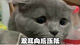 小猫咪有了这些表现，你就不要再惹它啦，不然后果很严重哦！